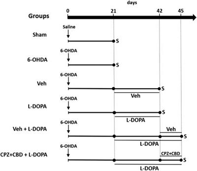 Contributive Role of TNF-α to L-DOPA-Induced Dyskinesia in a Unilateral 6-OHDA Lesion Model of Parkinson’s Disease